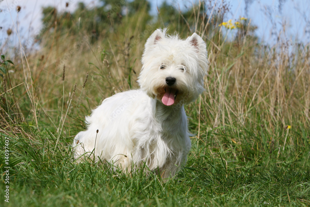 majestueux west highland terrier en balade dans les champs majestueux west highland terrier en balade dans les champs