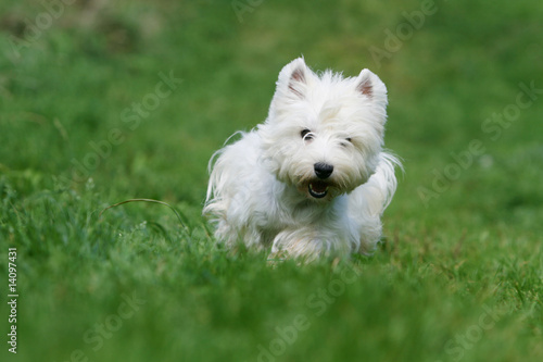 west highland terrier vu de face courant en campagne