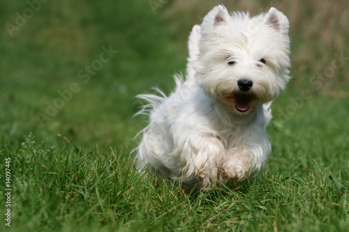 west highland terrier courant a toute vitesse dans l'herbe © Dogs