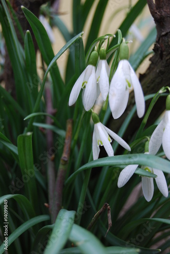 Schneegl  ckchen