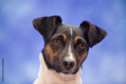 Jack russell © Gilly Smith