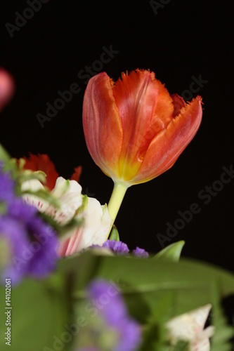 blume
