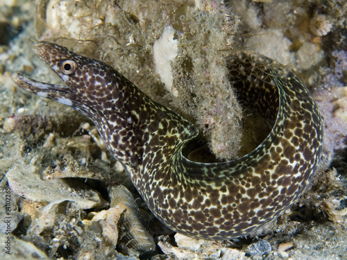 Fototapeta Naklejka Na Ścianę i Meble -  Spotted Moray Eel-Gymnothorax moringa