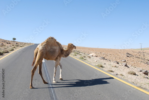 Chameau traversant l'autoroute - Jordanie