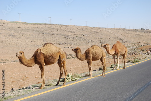 Chameaux en bord d'autoroute - Jordanie photo