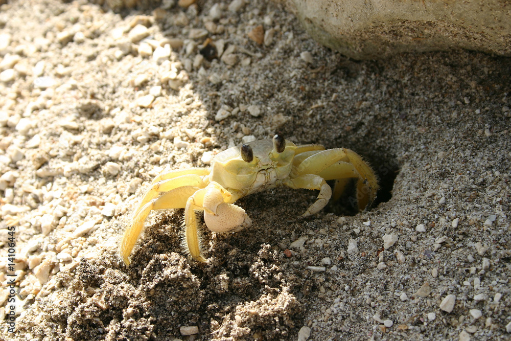 Granchio scava una tana all'ombra per riparo dal sole Granchio scava una tana all'ombra per riparo dal sole