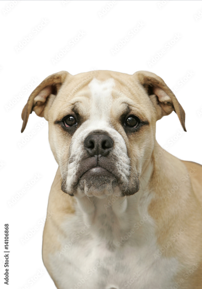 Portrait of Bull Dog Puppy
