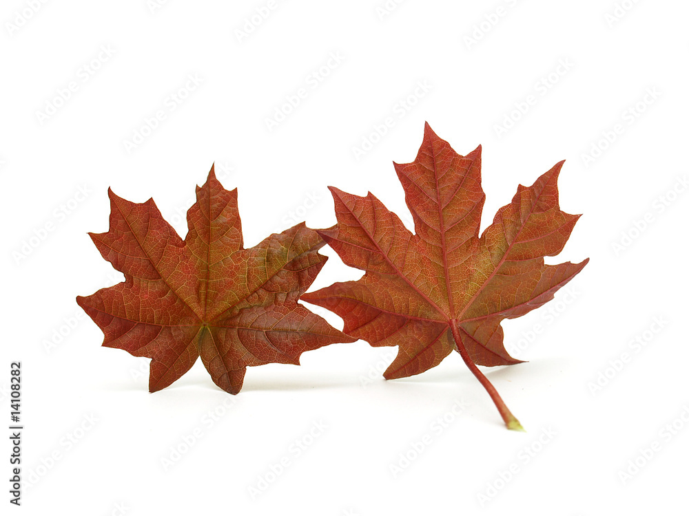 Maple leaves Maple leaves