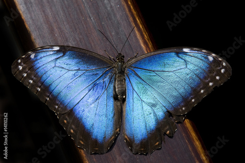 Blue Morpho Butterfly II