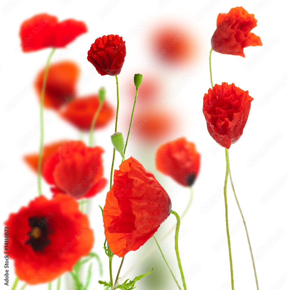 Fototapeta premium image d'un champ de coquelicots sur fond blanc