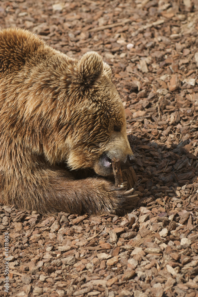 Naklejka premium Orso Bruno - Ursus Arctors