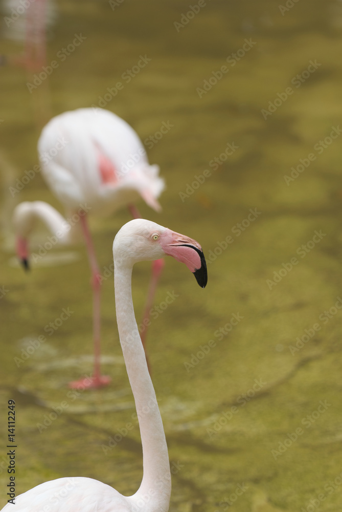Obraz premium Fenicottero Rosa - Phoenicopterus ruber roseus