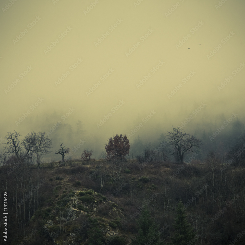 Fototapeta premium Brume
