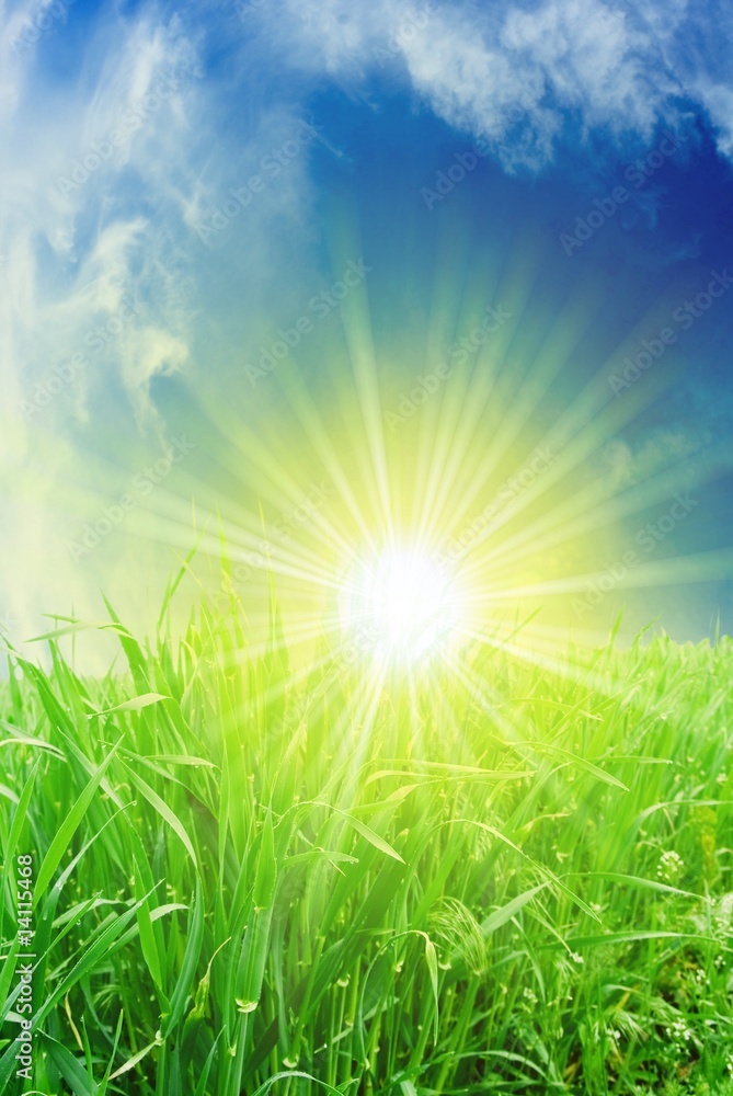 green grass in the rays of sun