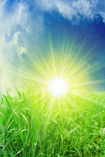 green grass in the rays of sun
