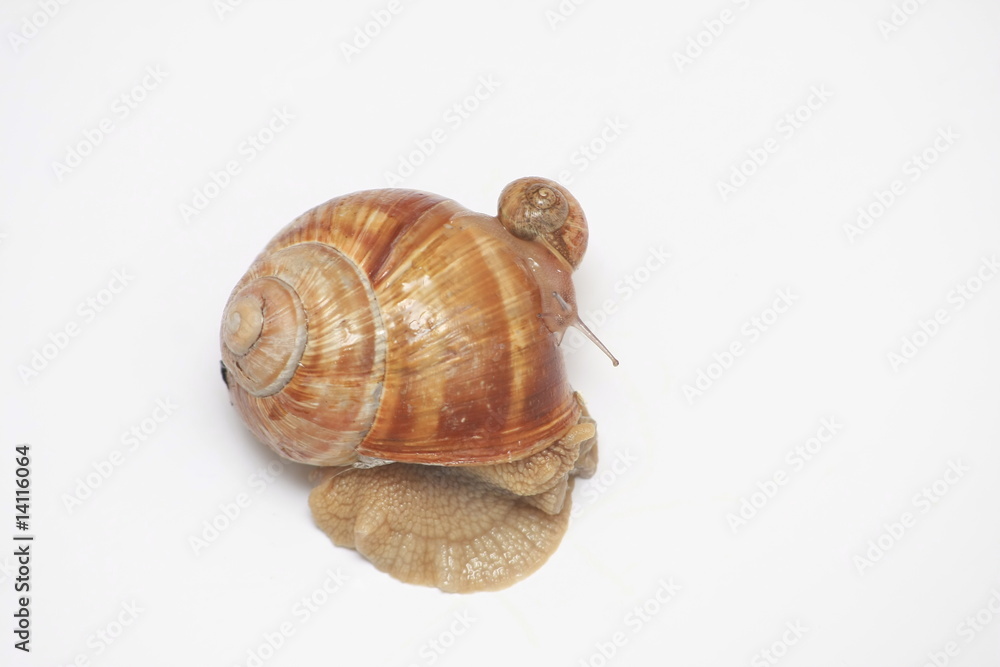 escargot escargot