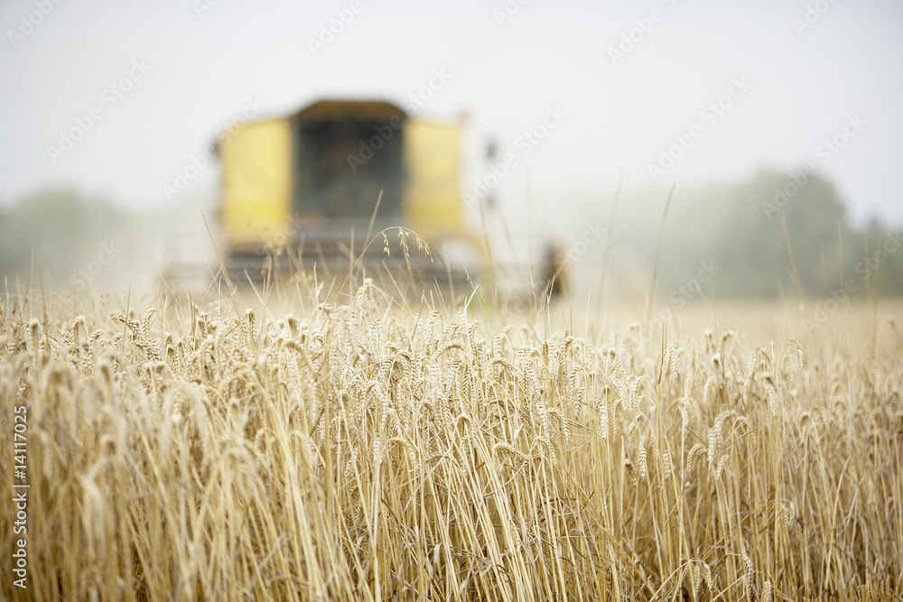 Fototapeta premium Combine Harvester Working In Field