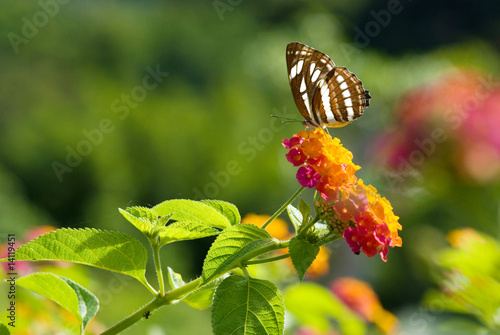 Butterfly feeding photo