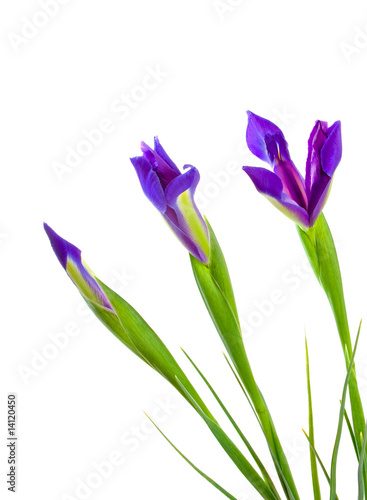 Three Blue Iris Flowers