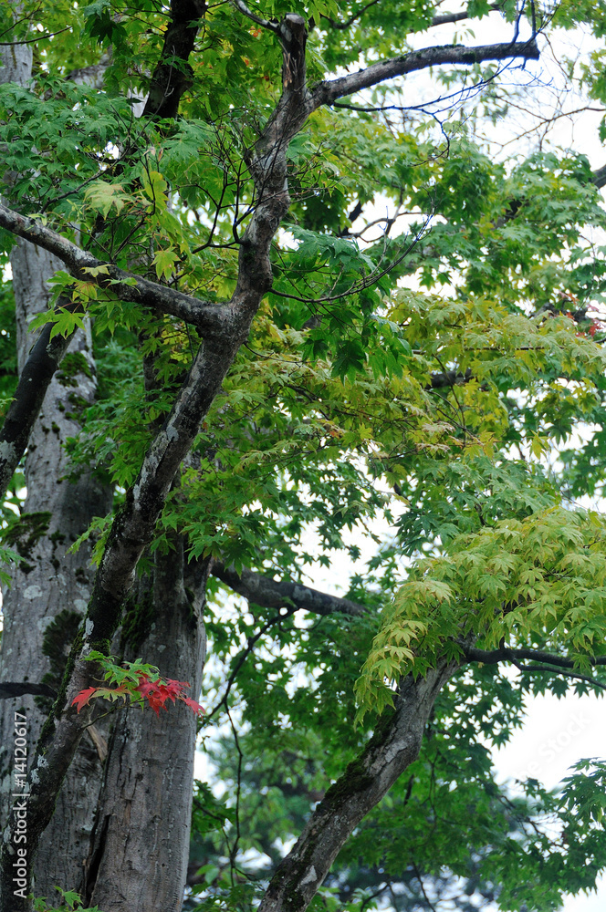 Fototapeta premium Arbre