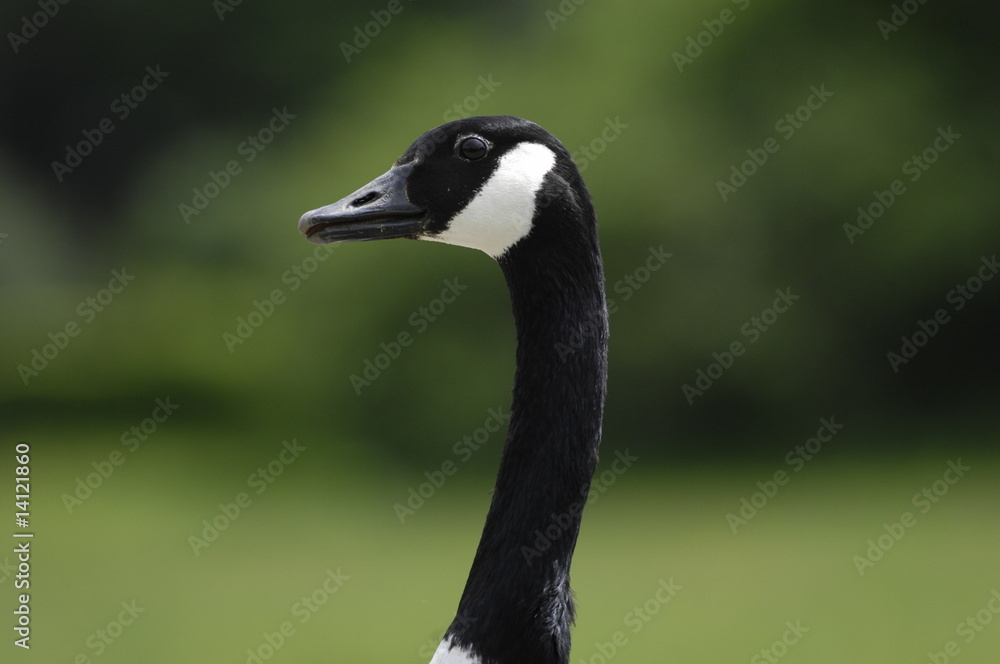 Gans Gans