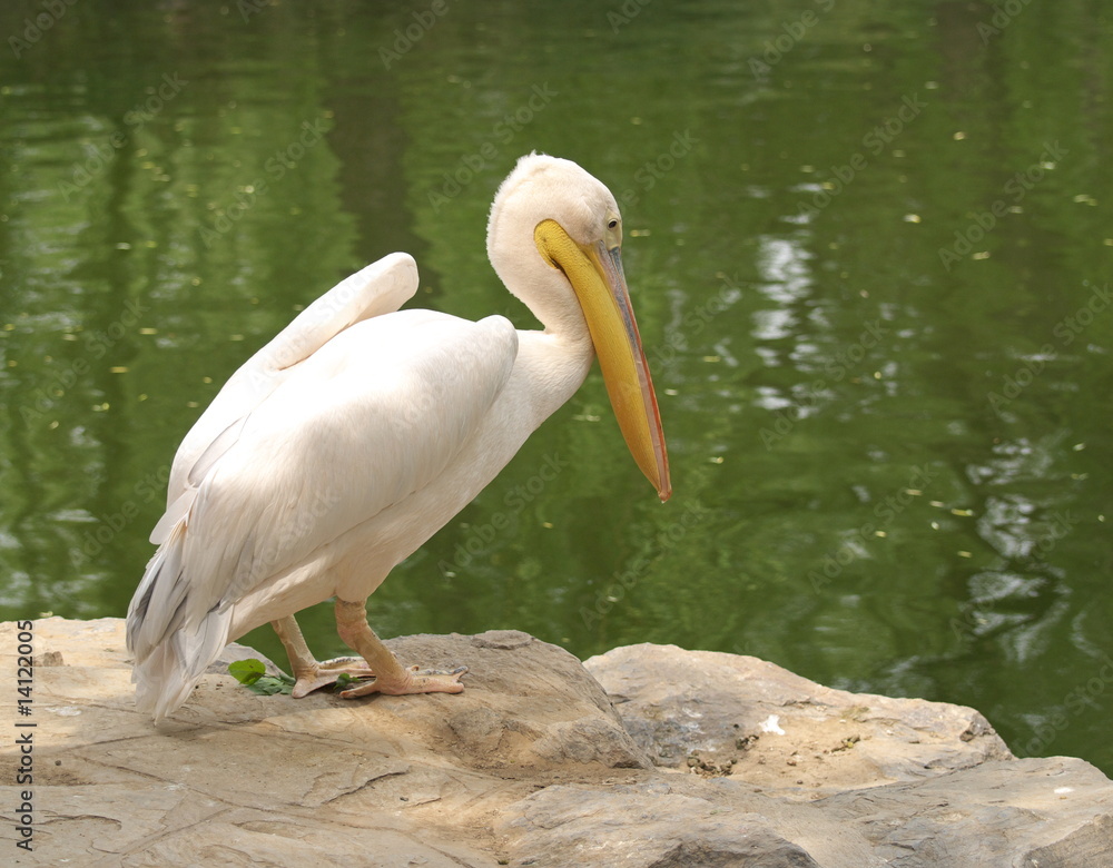 Fototapeta premium pelican