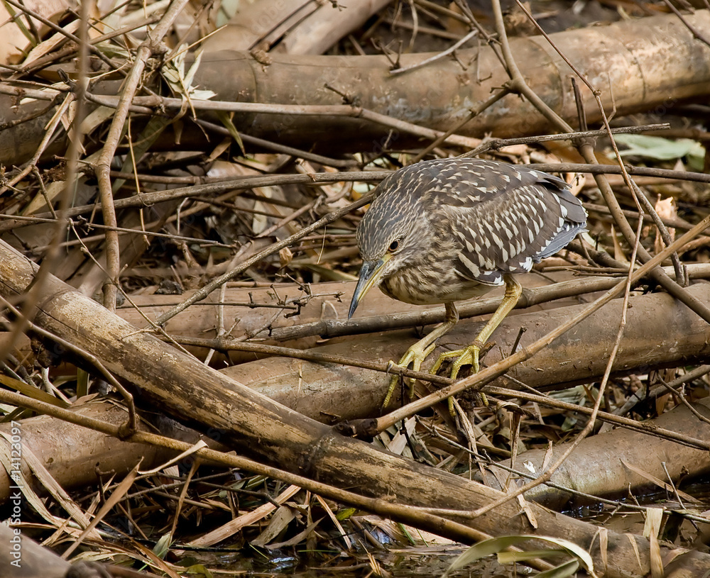 Obraz premium Black-crowned Night Heron juvenile