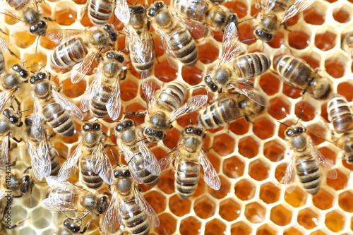 abeille à la ruche