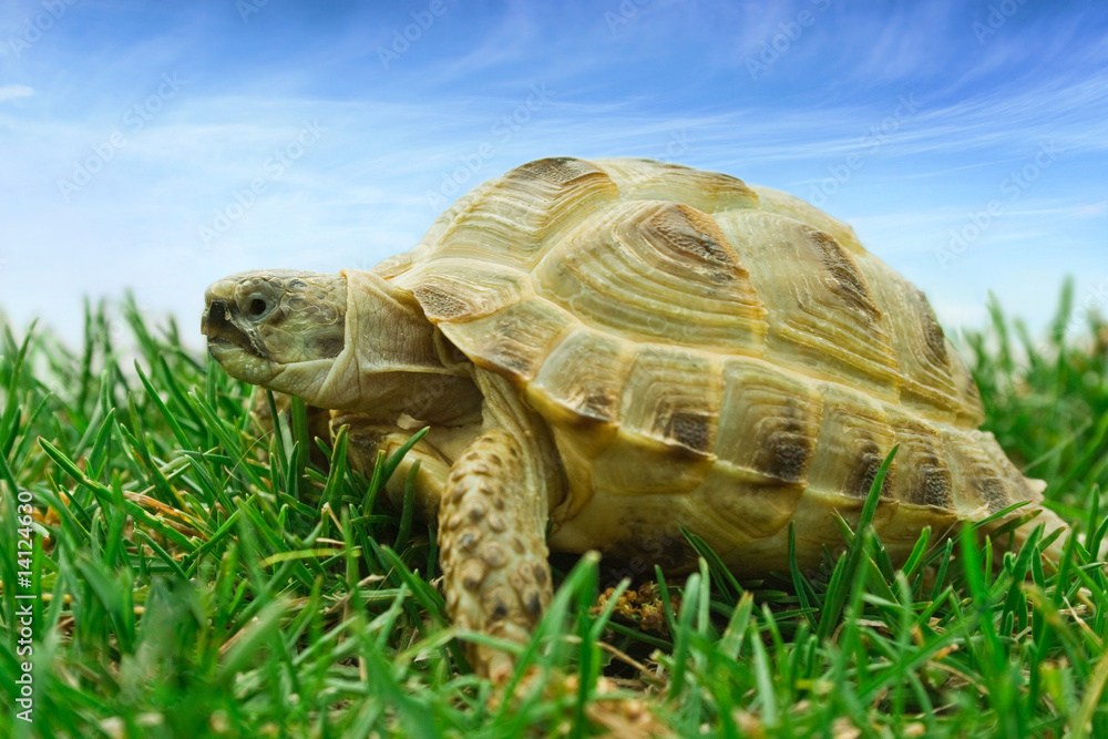 Obraz premium turtle
