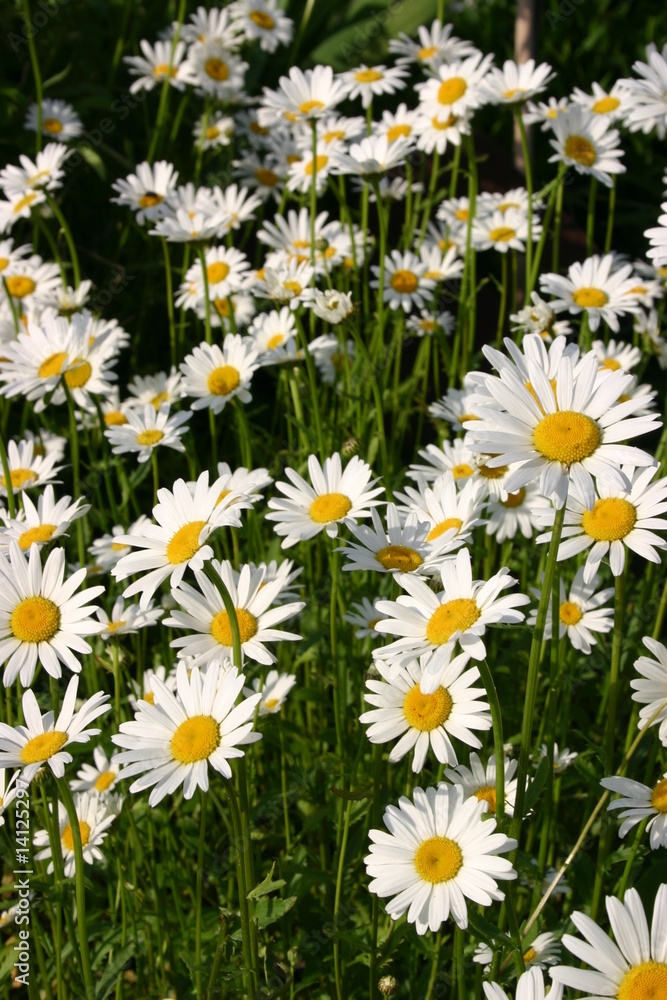 Fototapeta premium Margeriten (Leucanthemum)
