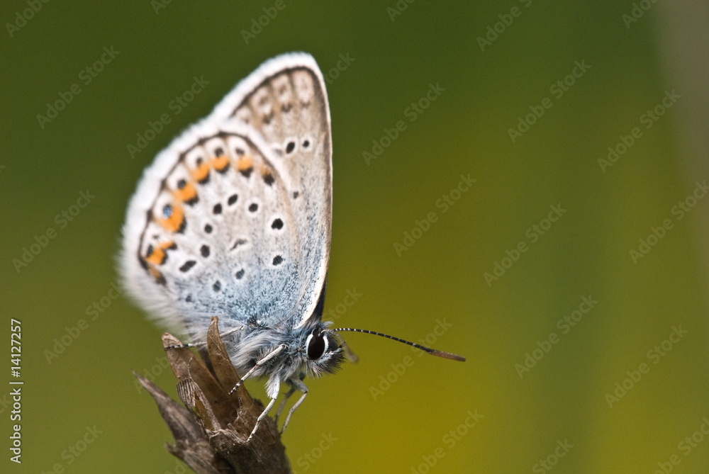 Butterfly Butterfly