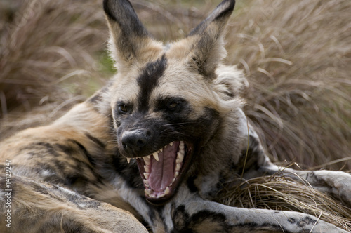 Fotografie African wild dog