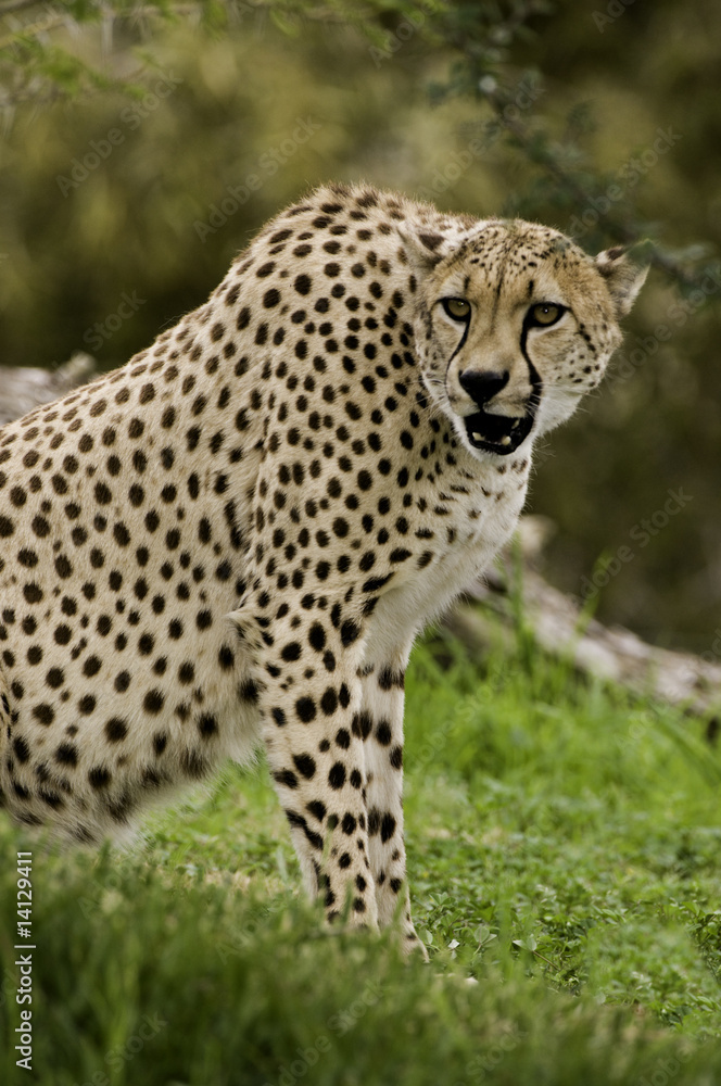 Fototapeta premium Cheetah