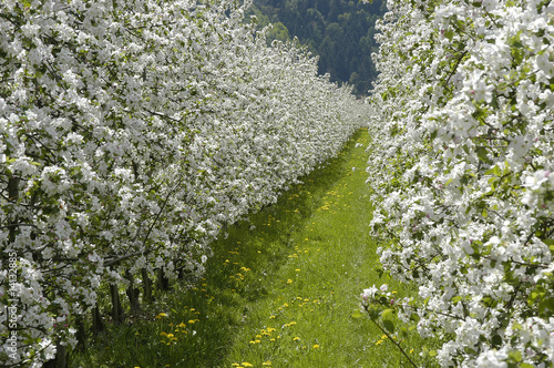 Apfelblüte 5