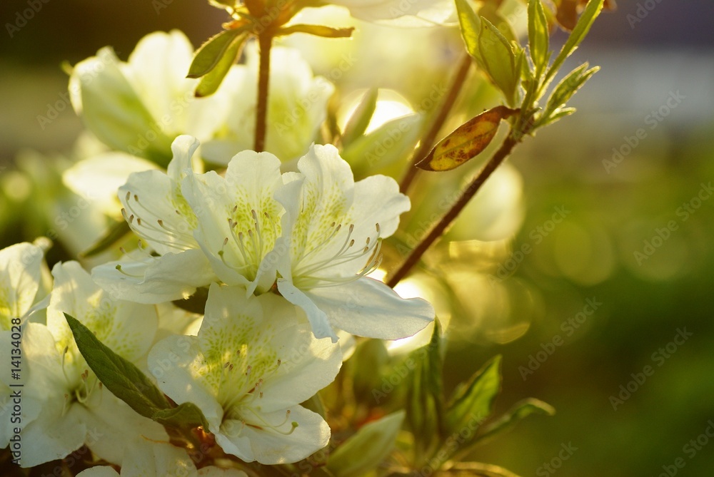 Obraz premium 夕方の白いツツジ