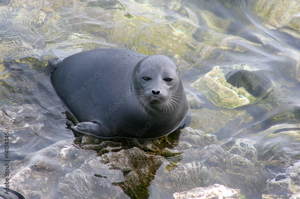 Fototapeta premium Baikal seal