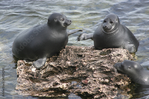Canvas-taulu Baikal seal