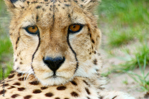 Cheetah (Acinonyx jubatus) looking