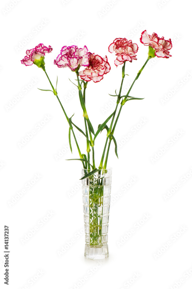 Obraz premium Red carnations isolated on the white background