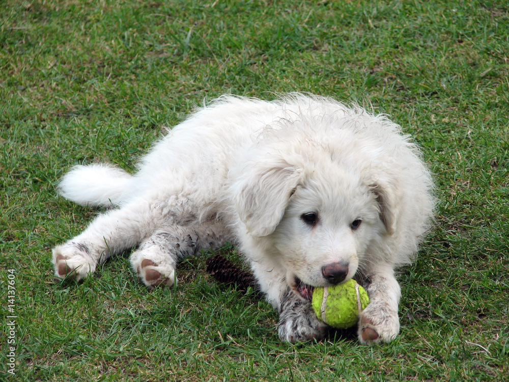 Sheepdog Sheepdog