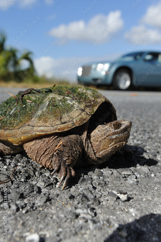 Schildkröte