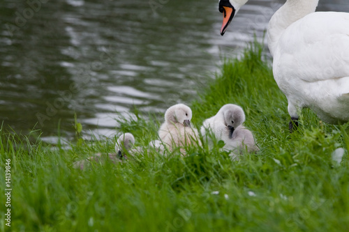 cygneaux & cygne