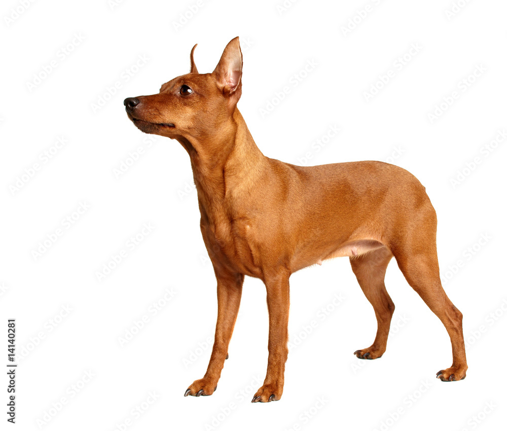 Red Miniature Pinscher isolated on white