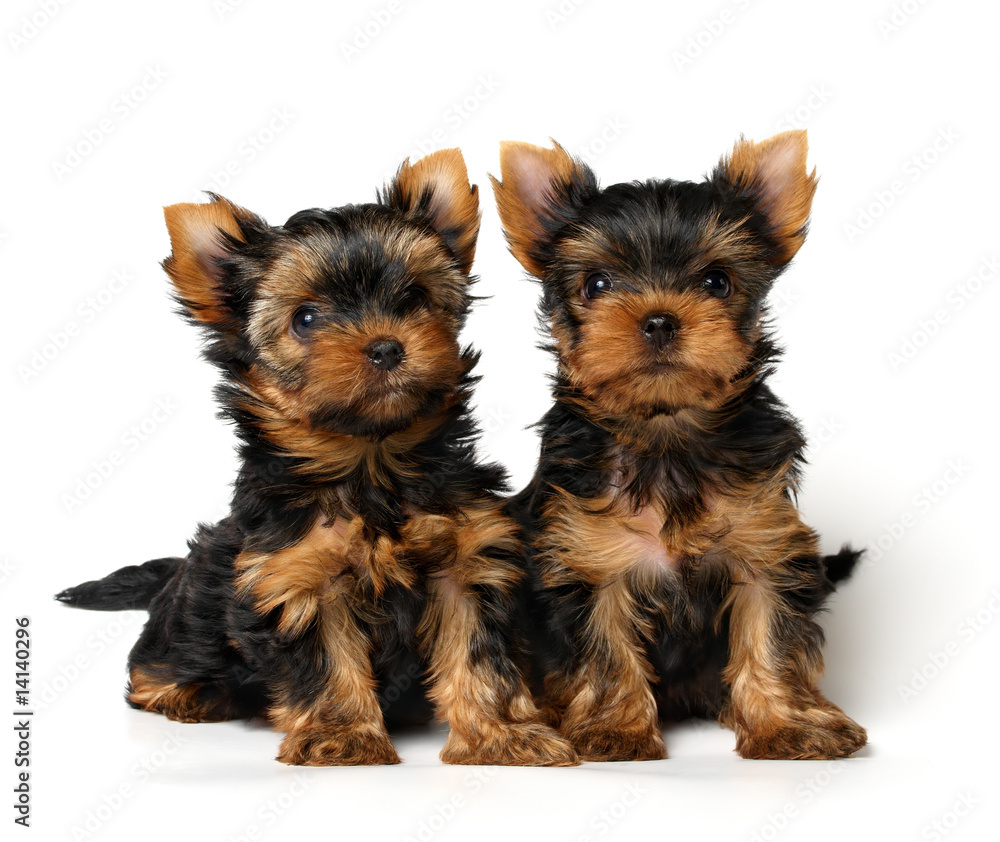 Two lovely puppies of the Yorkshire Terrier