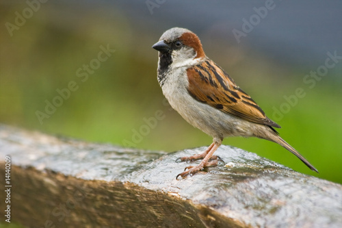 House sparrow in the rain © Colette