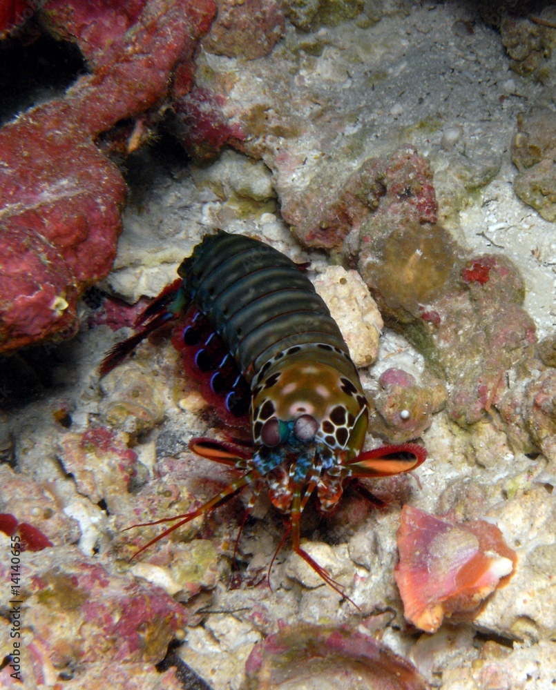 Fangeschreckenkrebs (Odontodactylus scyllarus) Fangeschreckenkrebs (Odontodactylus scyllarus)