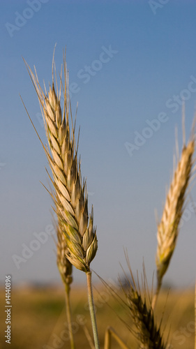 ear
