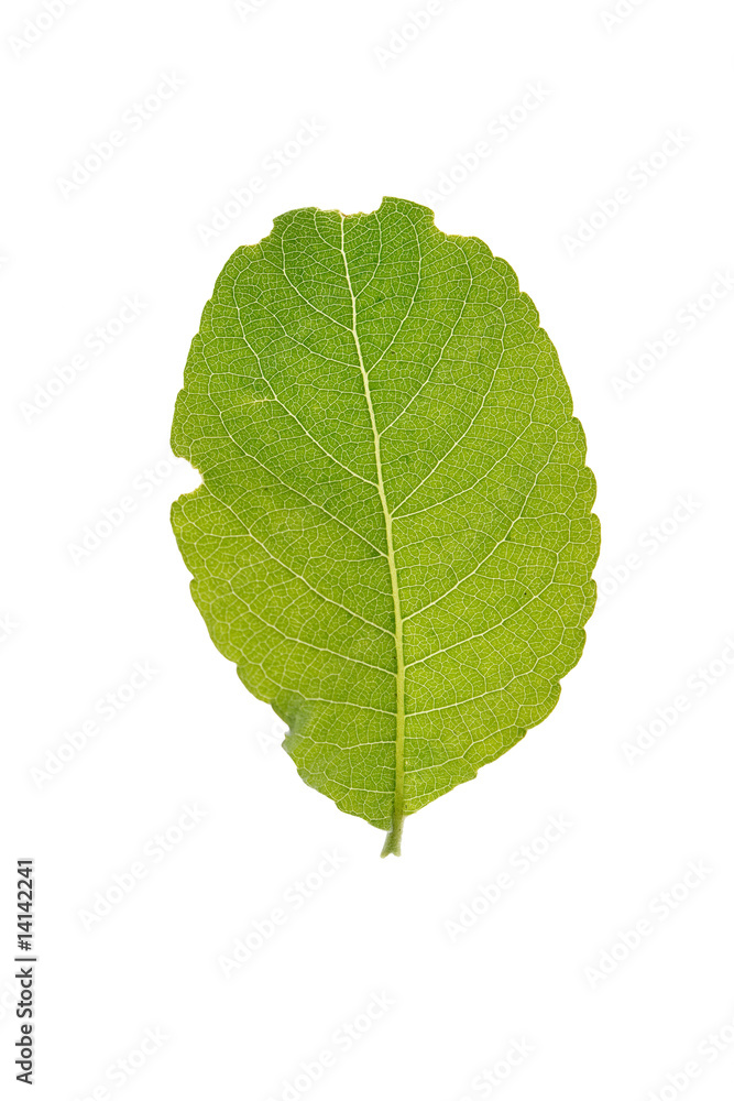 green leaf isolated on a white green leaf isolated on a white