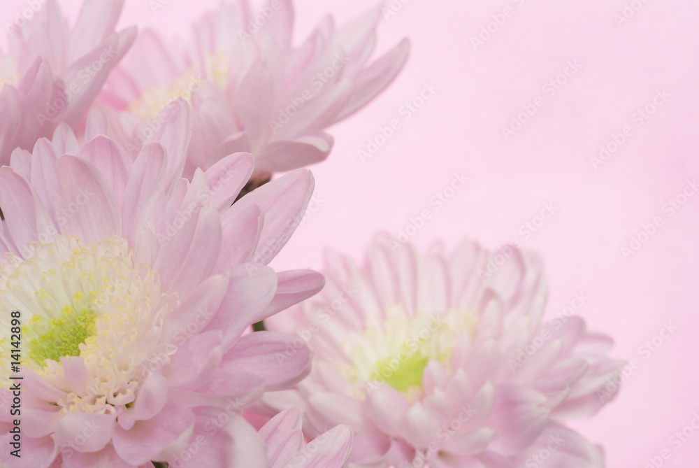 pink chrysanthemum pink chrysanthemum
