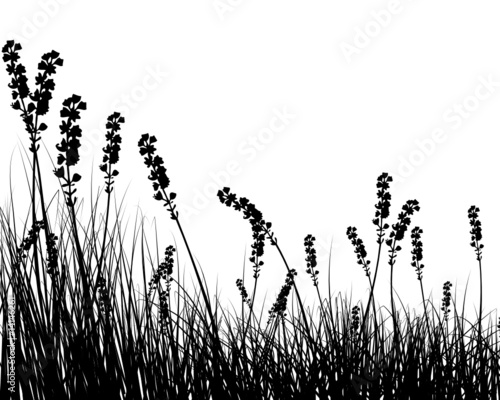 grass background